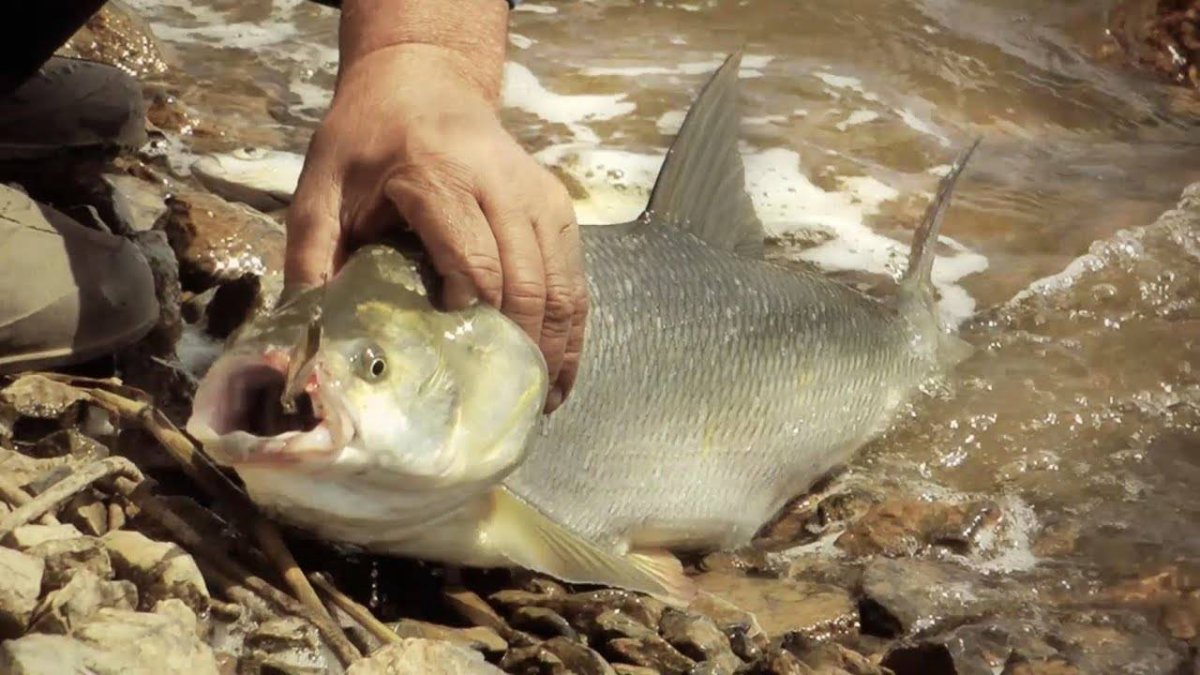 Хищные рыбы Волги