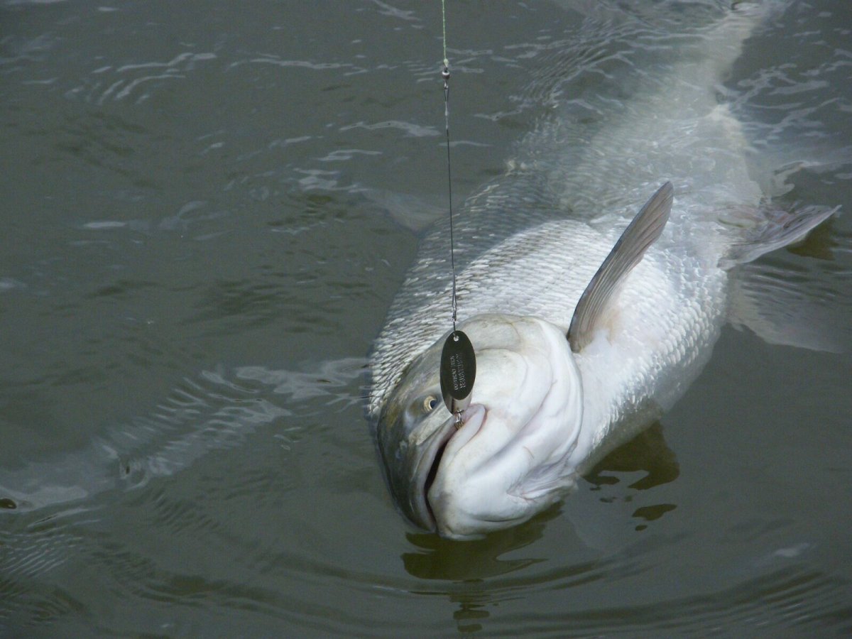 Рыбы дельты Волги
