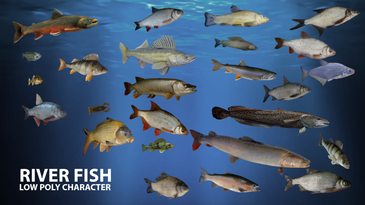 Радужная форель