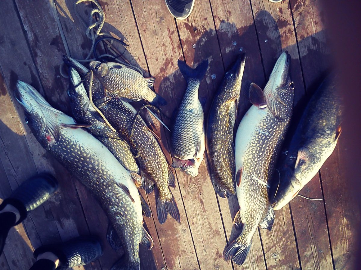 Речная рыба в Волге