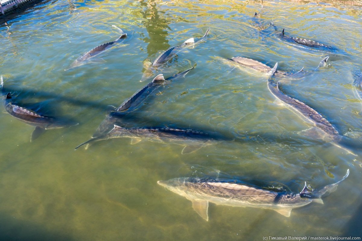 Осетровая ферма Астрахань