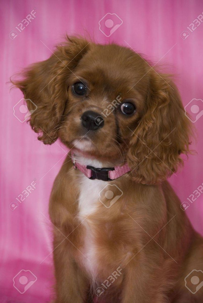 Кавалер Кинг Чарльз спаниель рубиновый