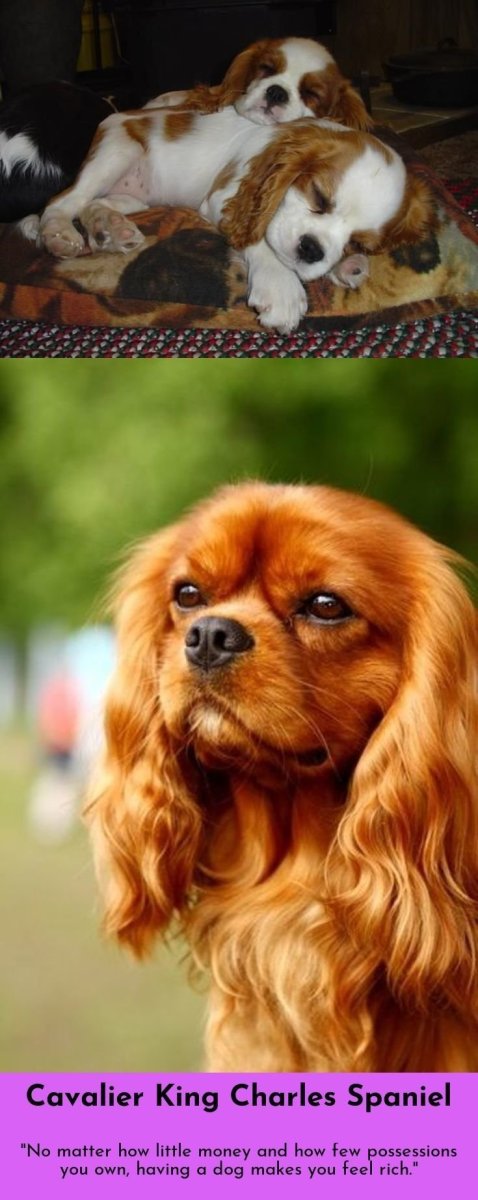 Коварел Кинг Чарльз спаниель