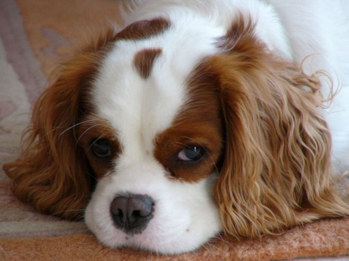 Кокер Рубиновая