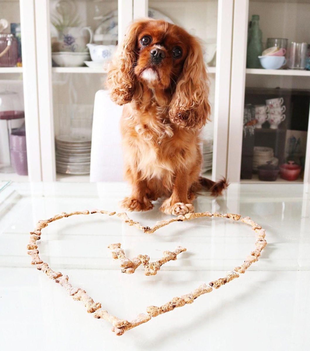 Королевский Кинг Чарльз спаниель