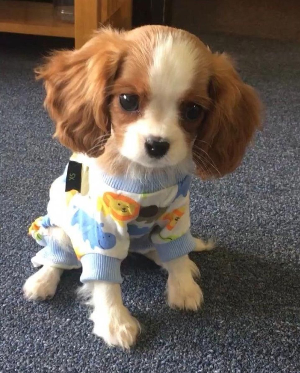 Кавалер Кинг Чарльз спаниель