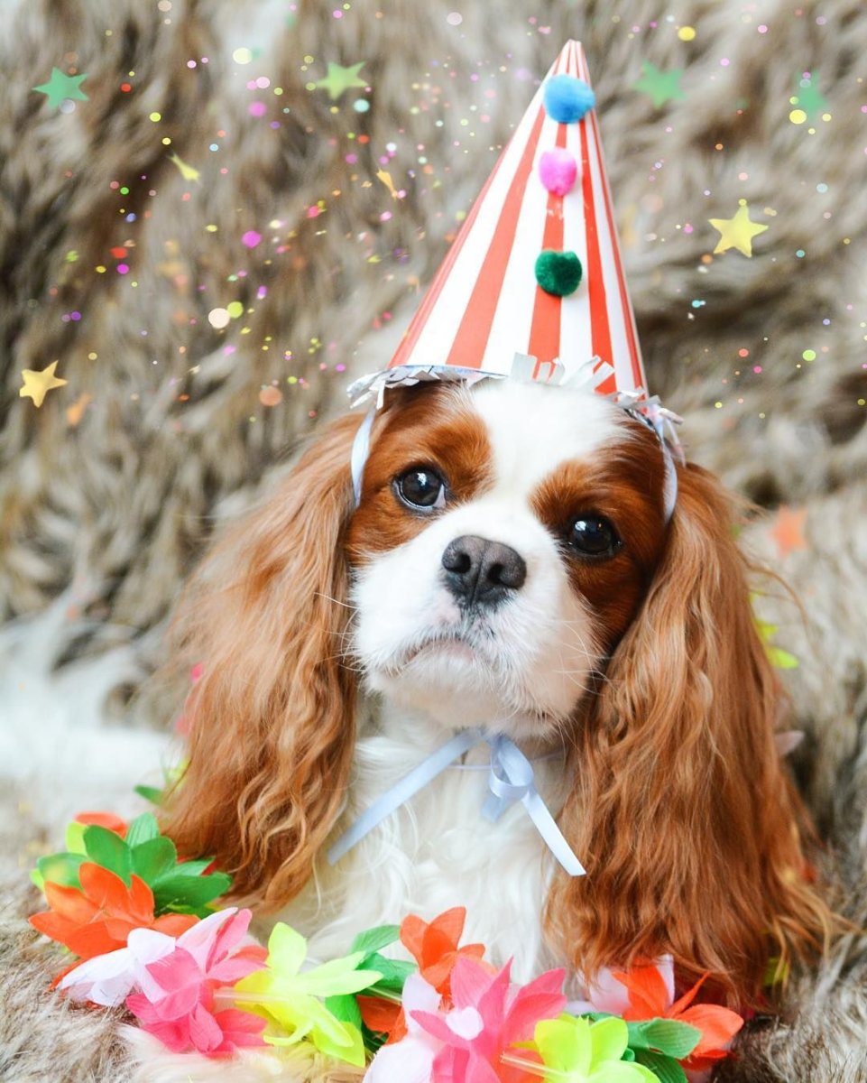 Спаниель Кинг Чарльз Несса