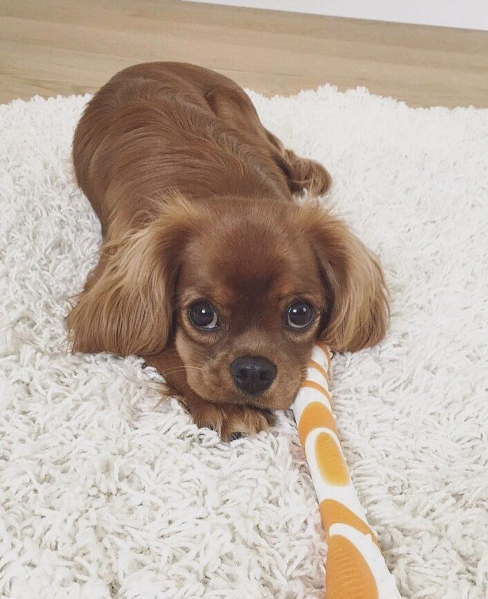 Кавалер-Кинг-Чарльз-спаниель окрасы