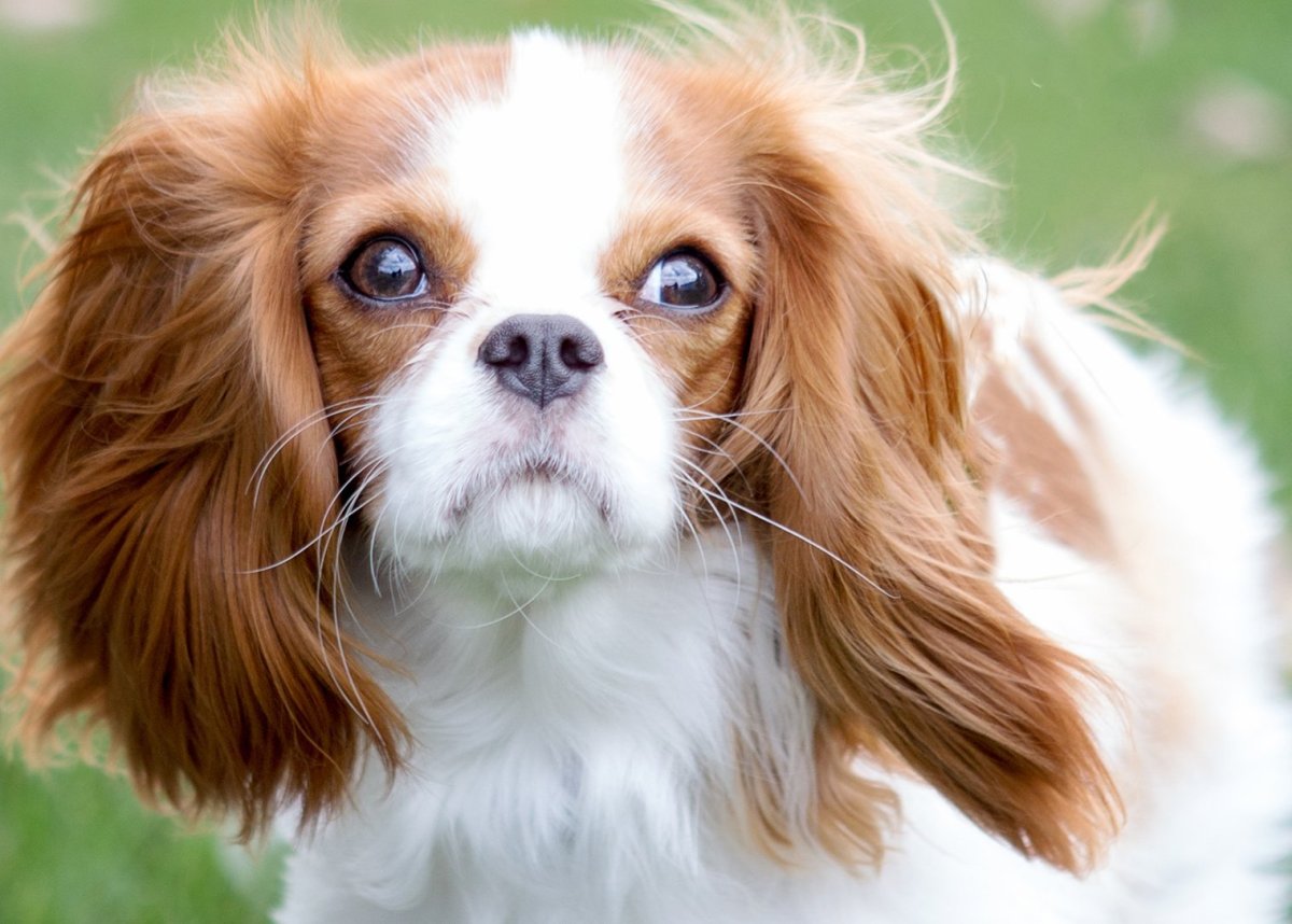 Кинг Чарльз спаниель и лабрадор