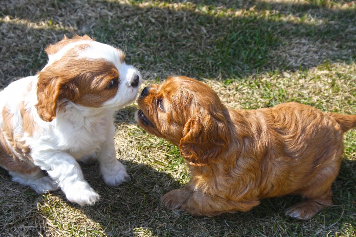 Кавалер-Кинг-Чарльз-спаниель фото
