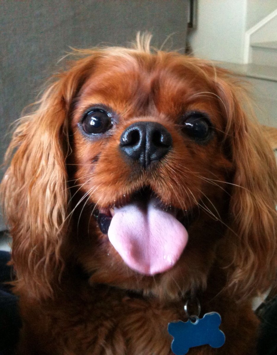 Кавалер Кинг Чарльз рубиновый