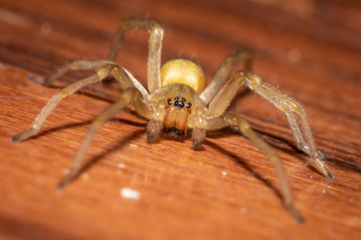 Yellow sac Spider