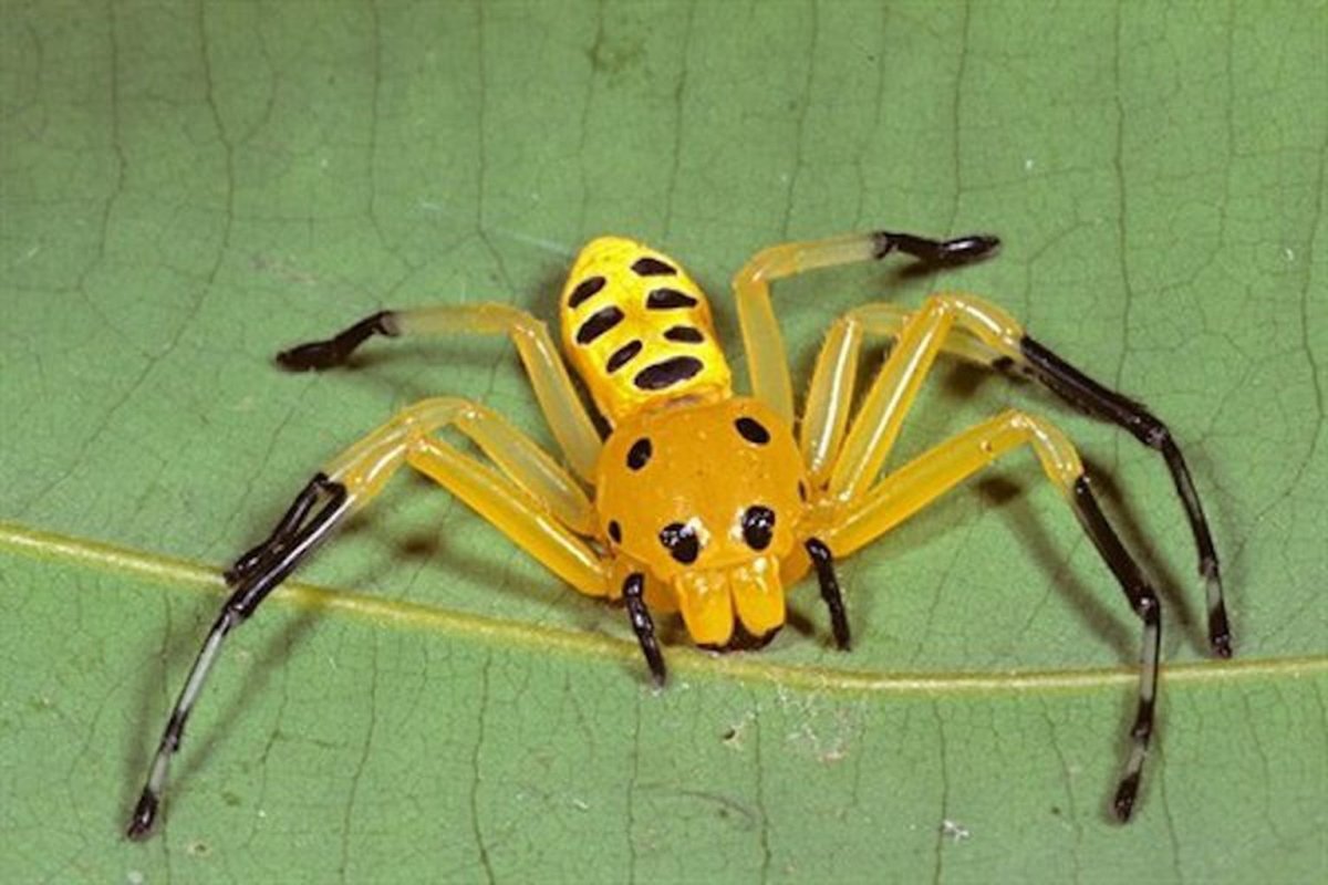 Восмитотечные паук краб