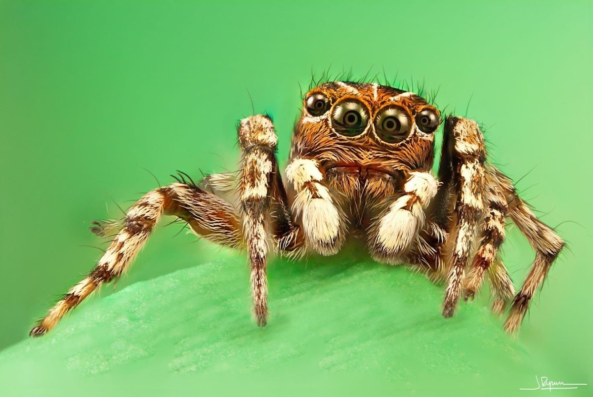 Самые удивительные пауки