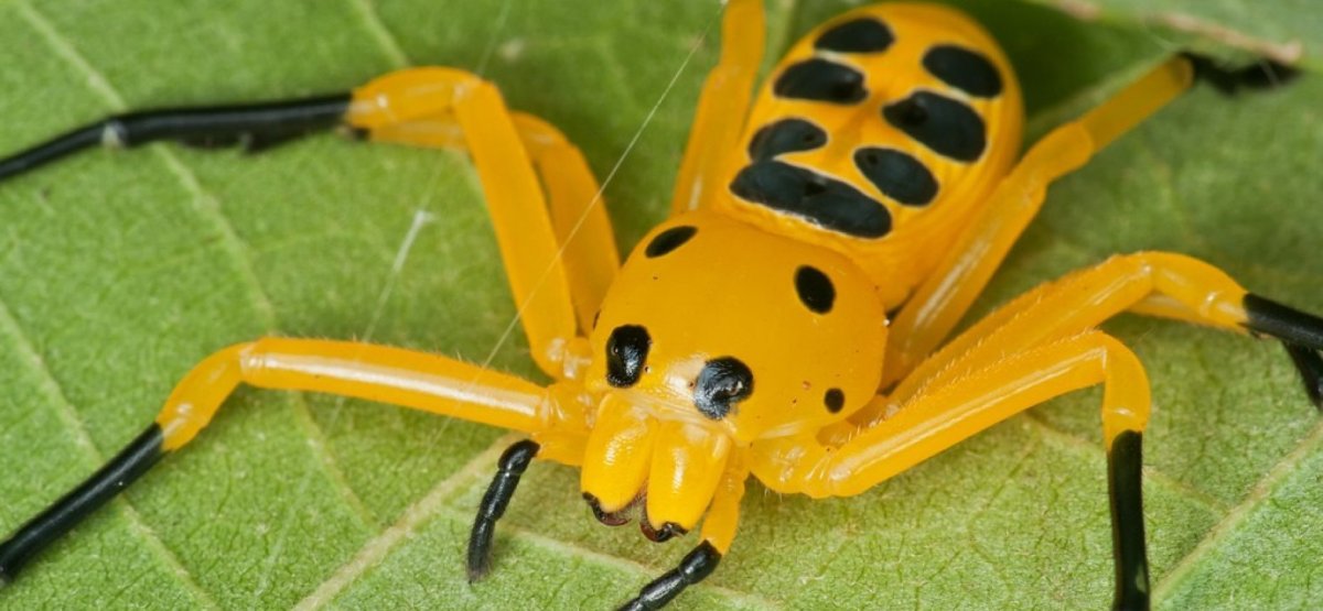 Восьмиточечный паук-краб