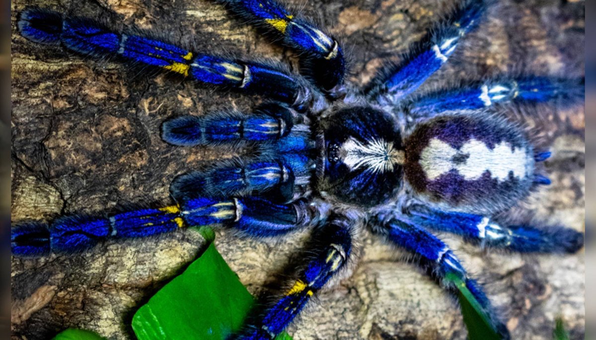 Паук птицеед Poecilotheria Metallica