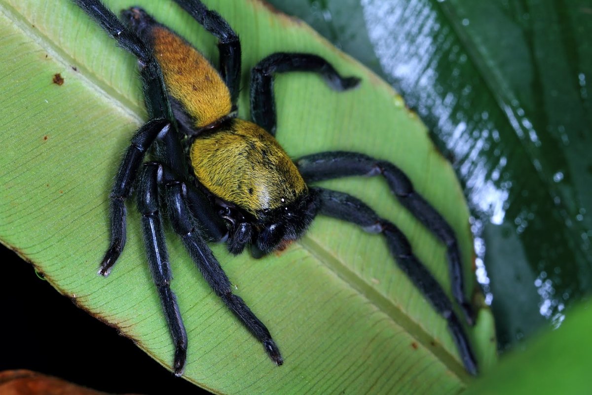Паук педипальпида