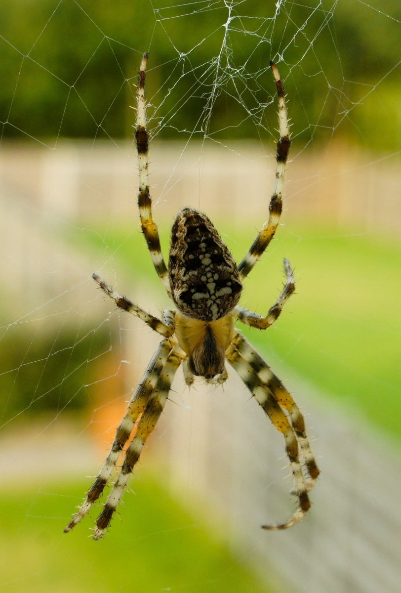 Крестовик обыкновенный паук