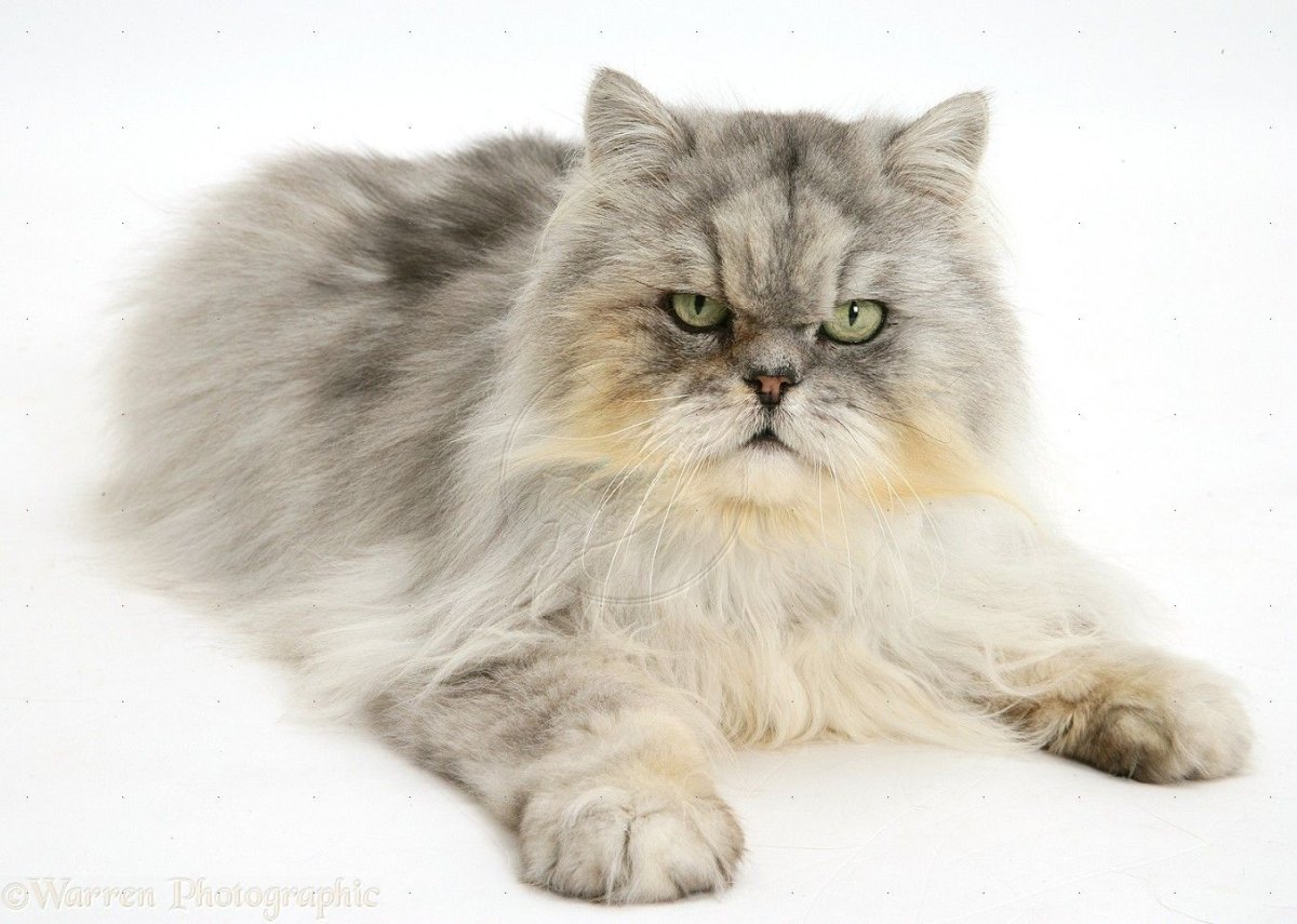 Персидский шиншилловый котенок 1 месяц