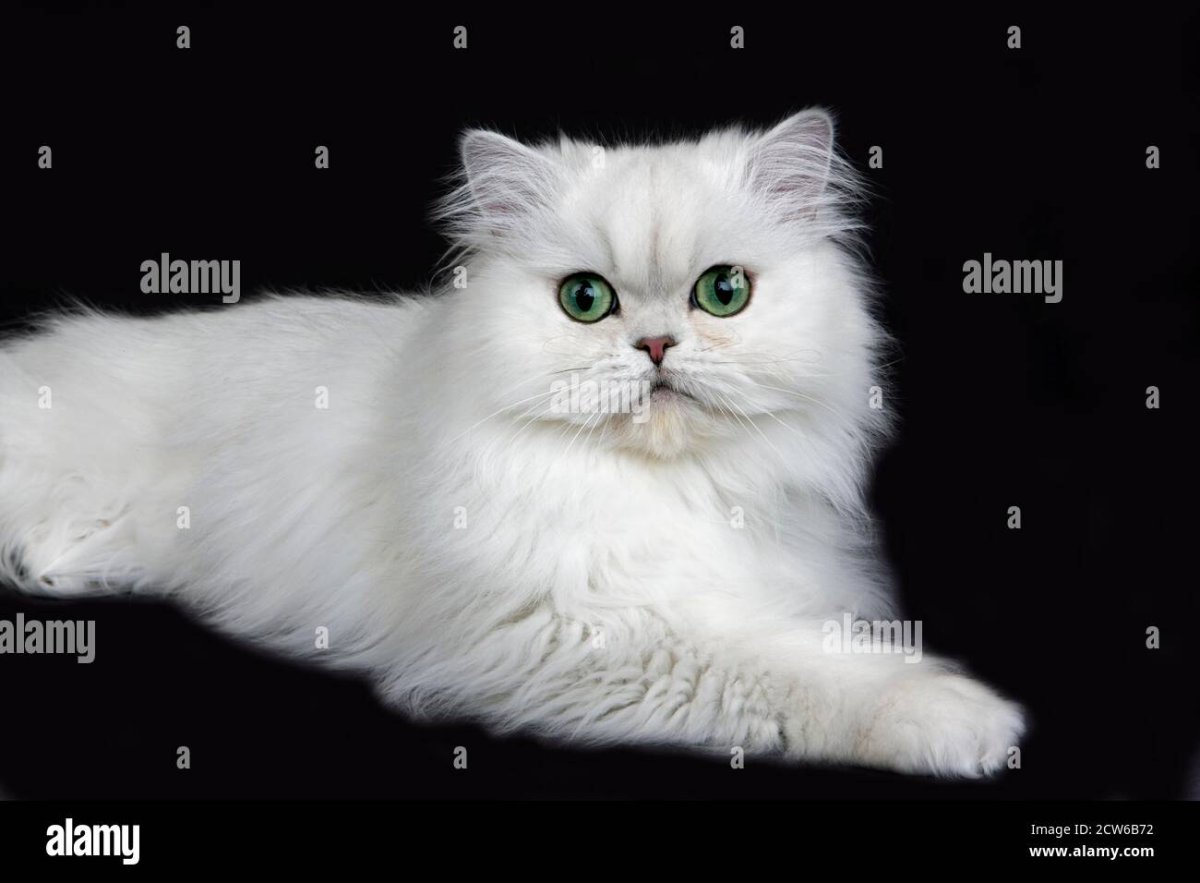 Персидская шиншилла кошка