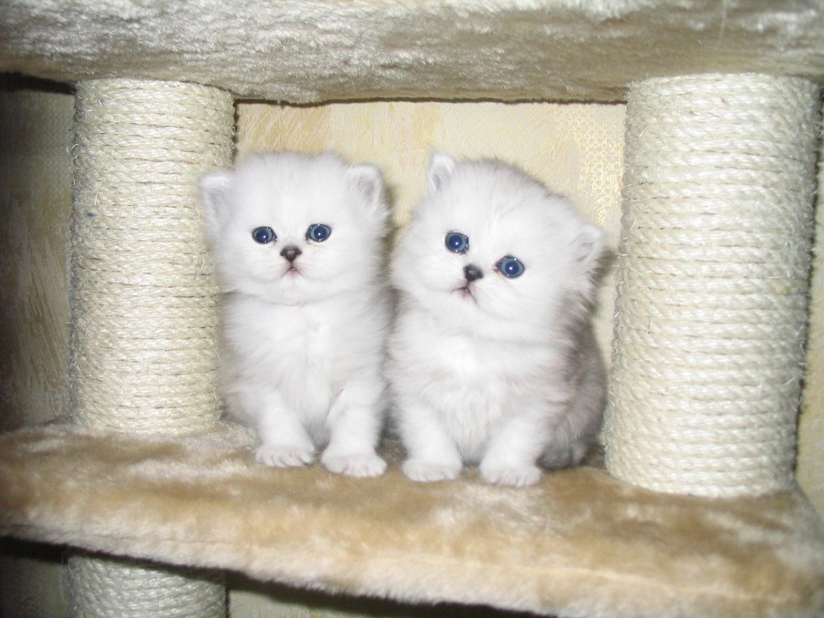 Британская короткошёрстная серебристая шиншилла