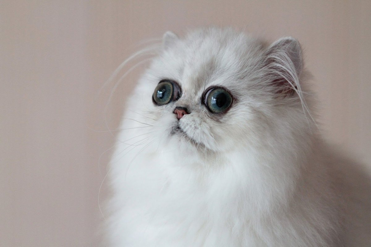 Персидская серебристая шиншилла