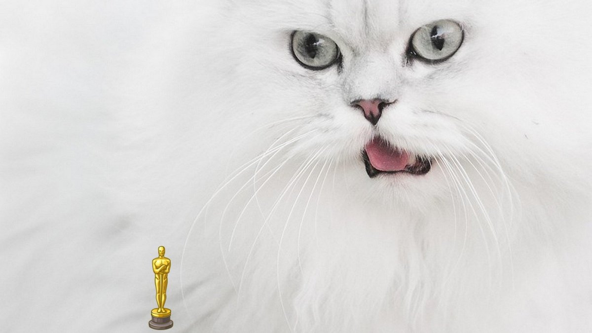 Британская шиншилла кошка