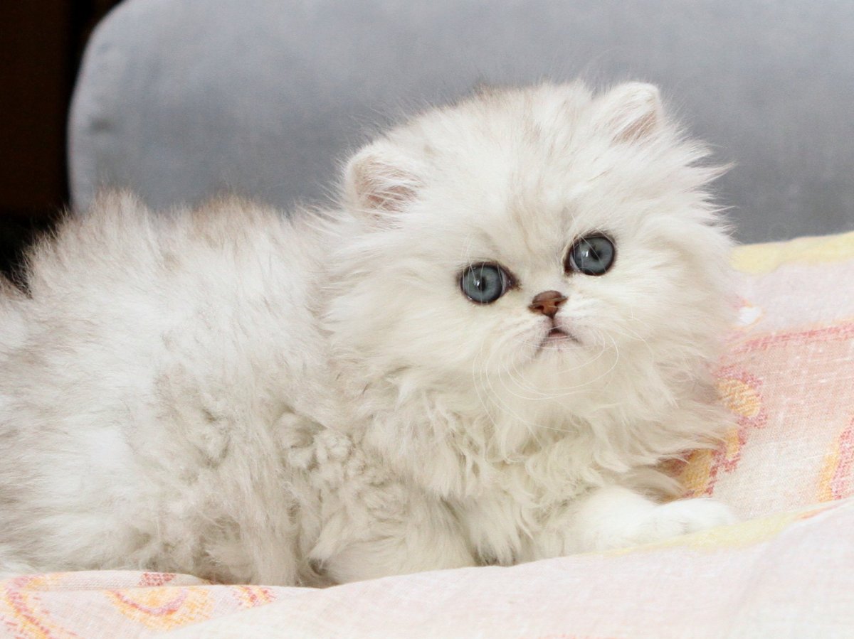 Британская серебристая шиншилла пушистая