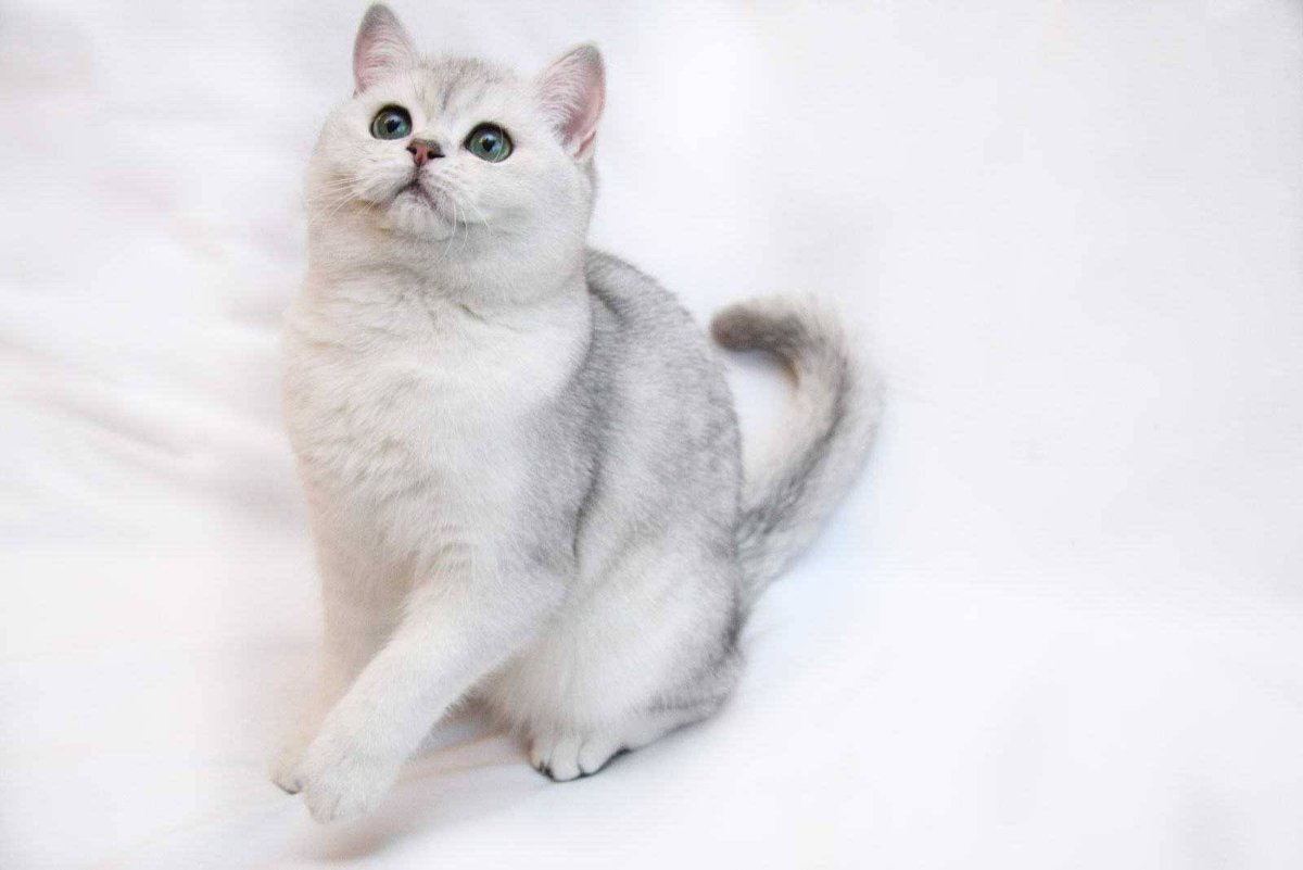 Британская шиншилла белая