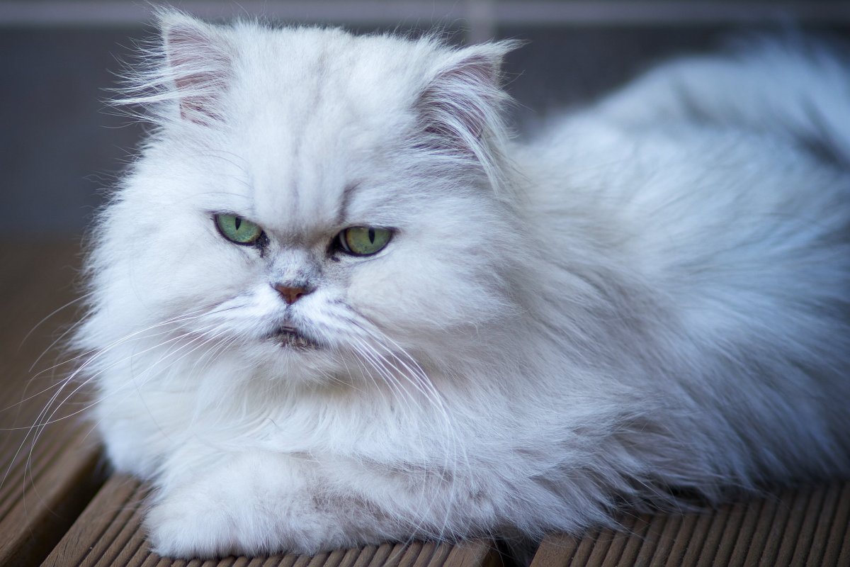 Бурмилла длинношерстная серая