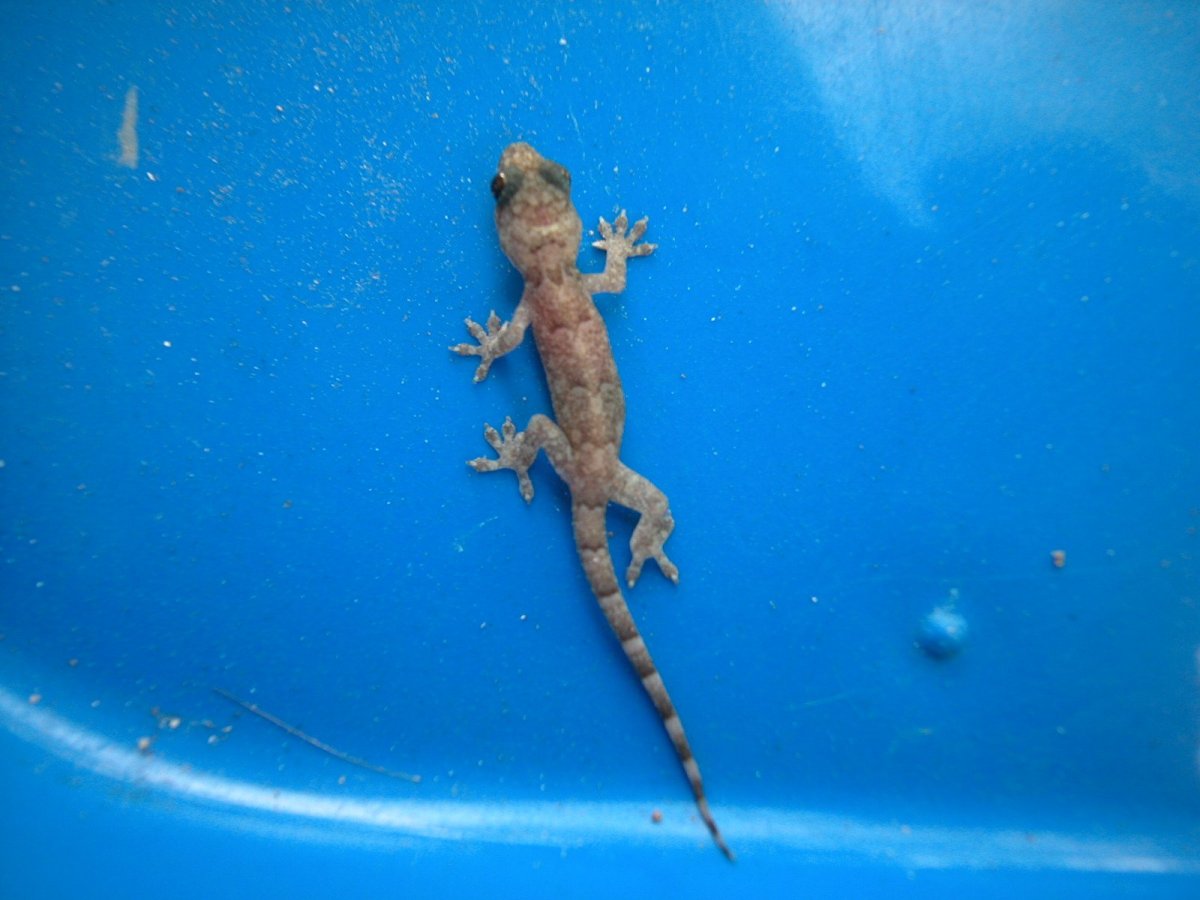 Голубая агама ящерица