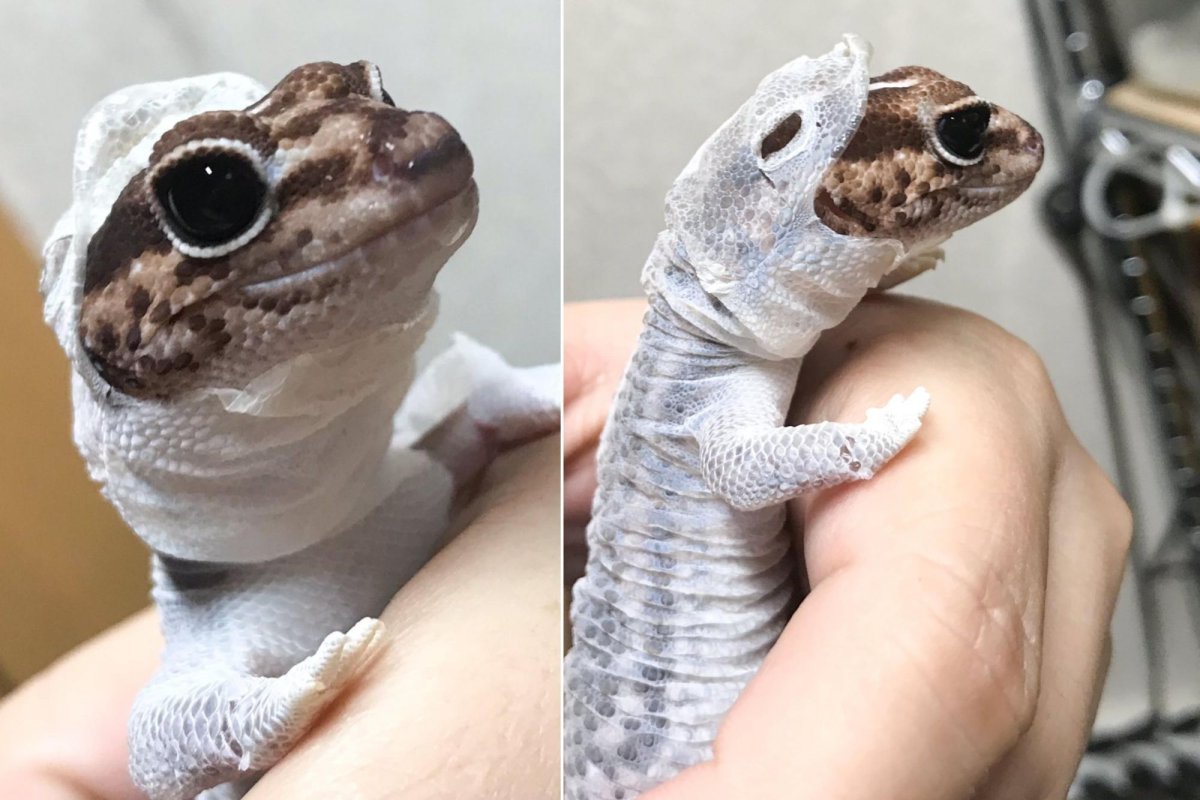 Фельзума цепедиана