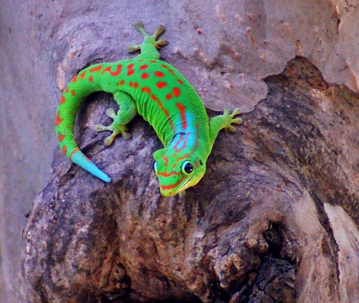 Шлемоносный Василиск бегает по воде