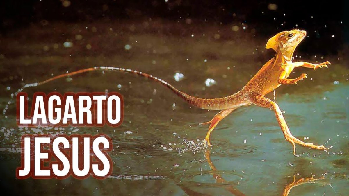 Ящерица на двух ногах