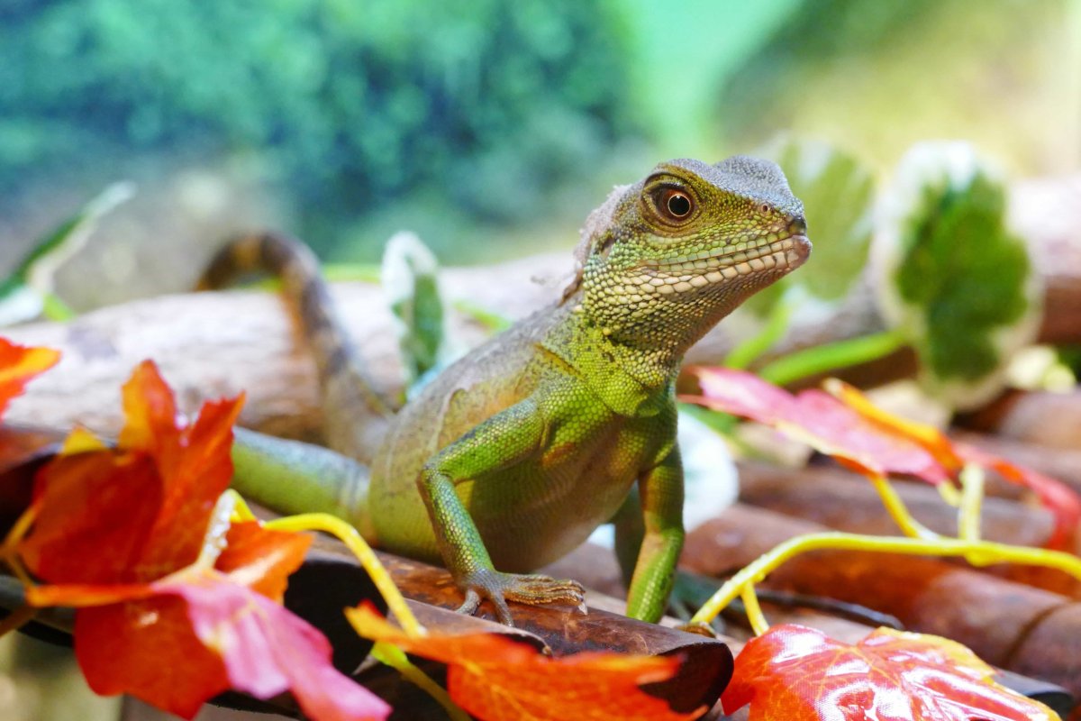 Варан геккон игуана