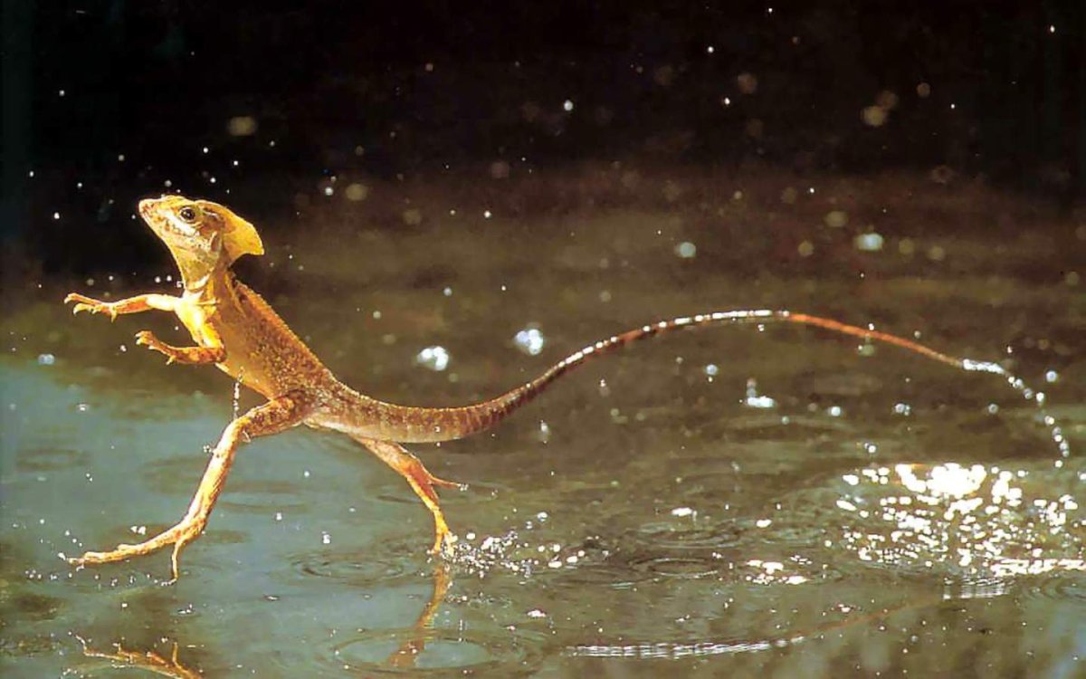 Пресноводная ящерица Тритон