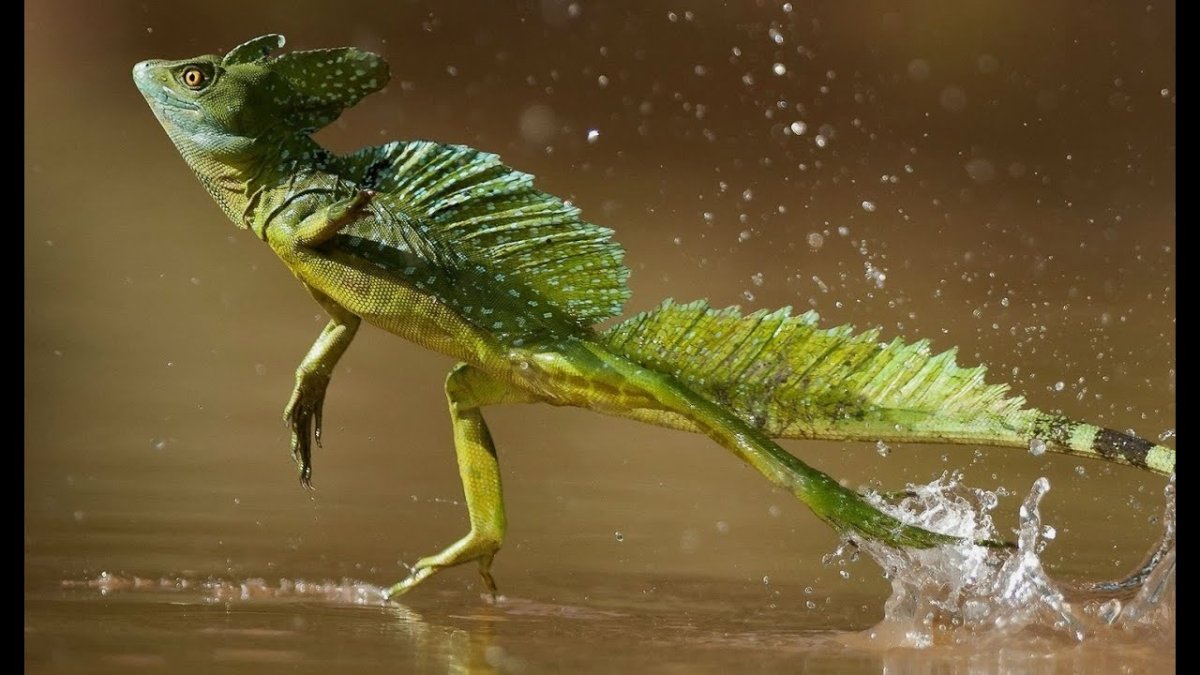 Шлемоносный Василиск бегает по воде