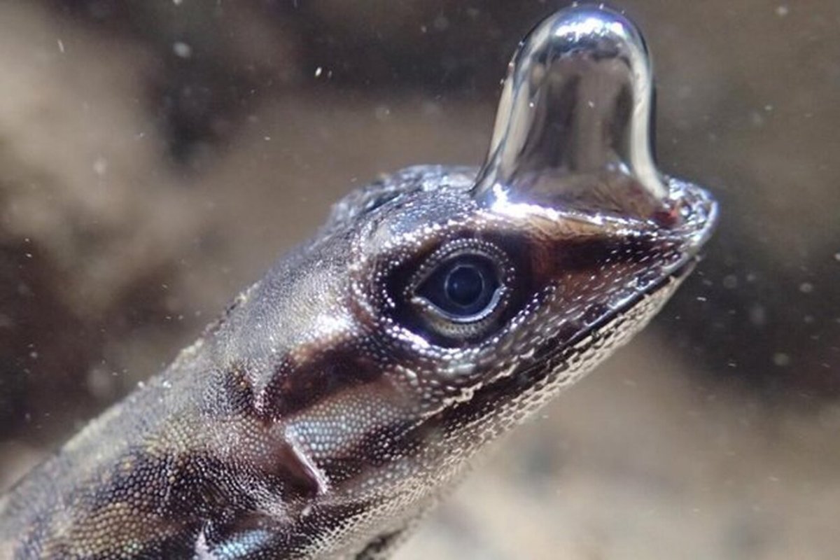 Могут ли потеть ящерицы