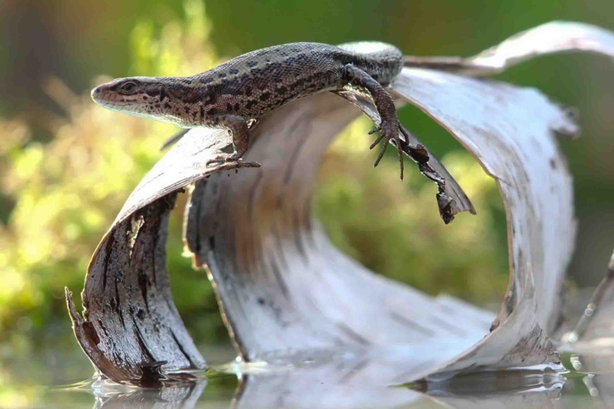 Ящерица геккон эублефар