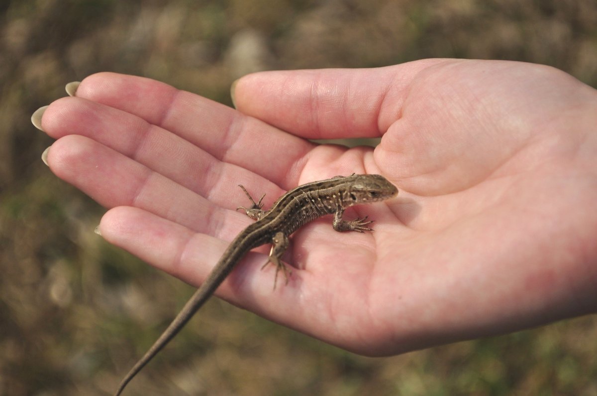Ящерица плавает в воде