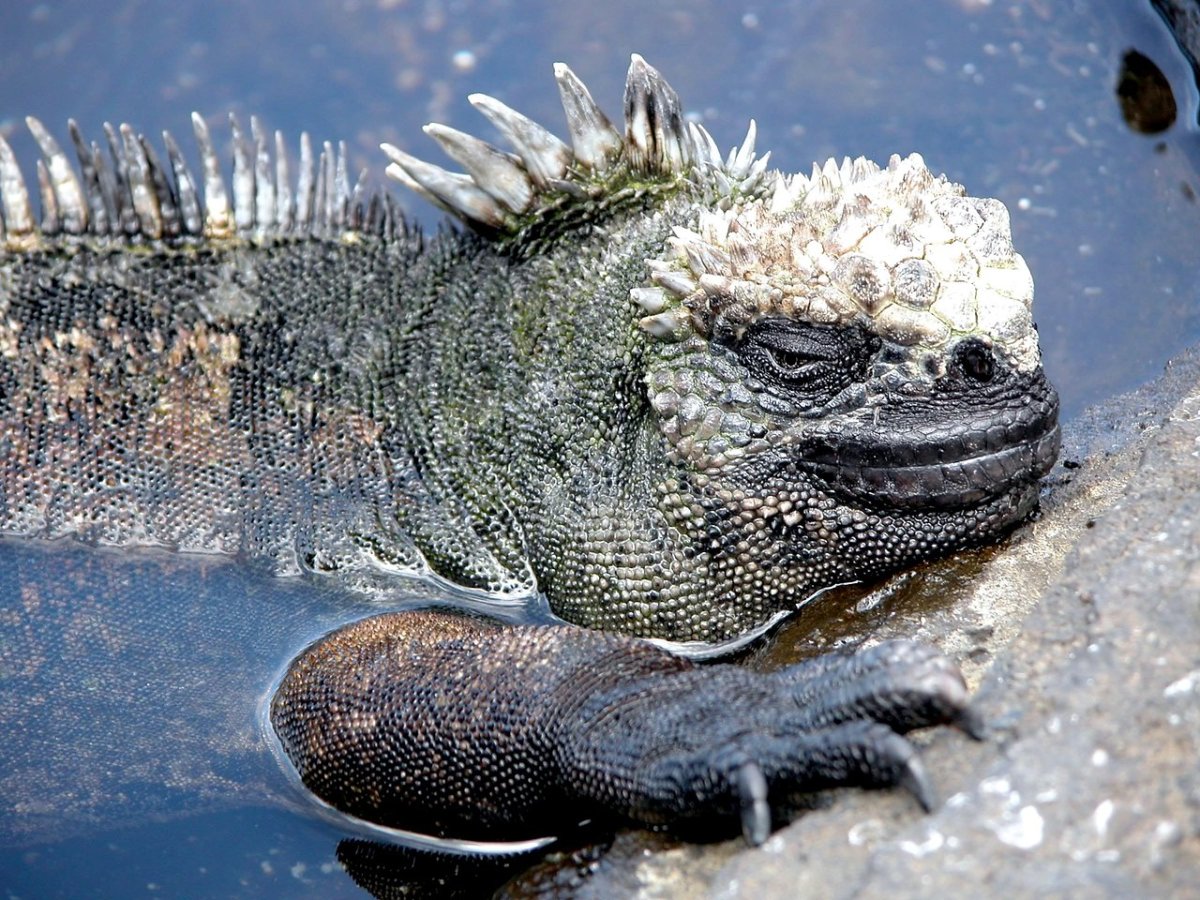 Amblyrhynchus cristatus