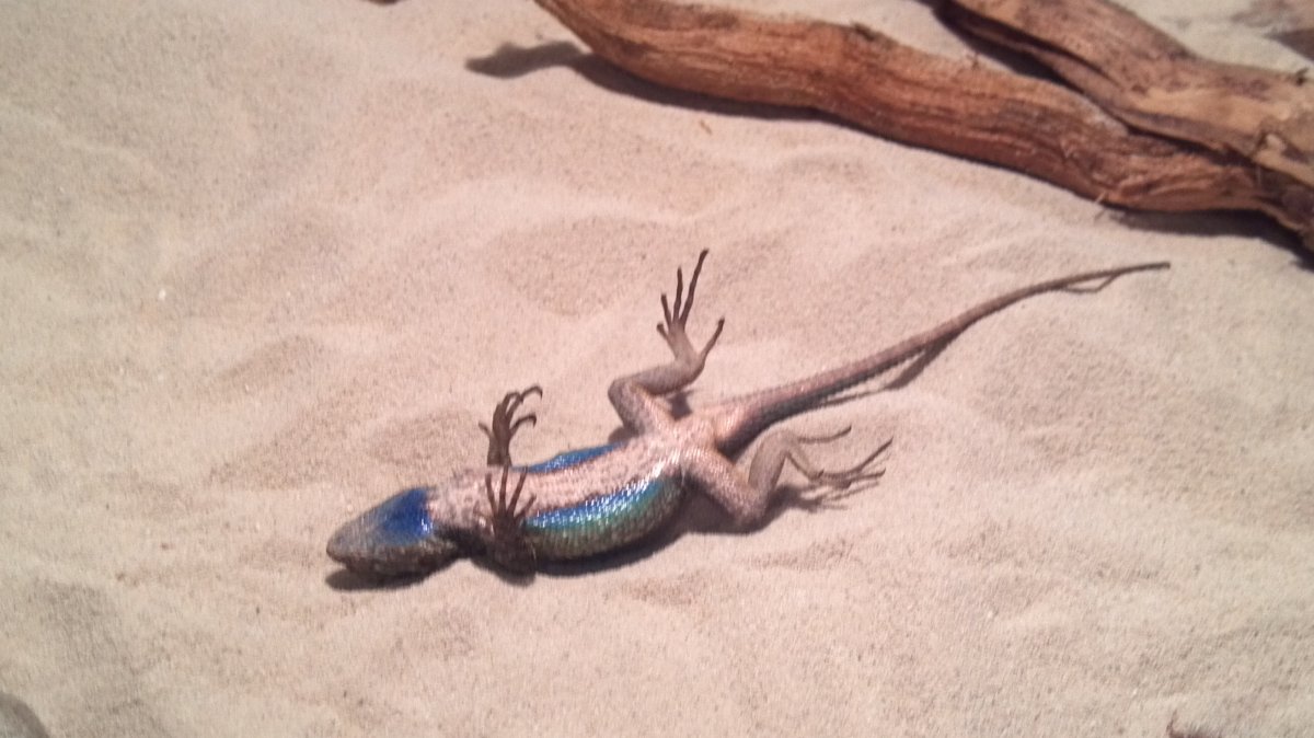 Игуана Мальдивы