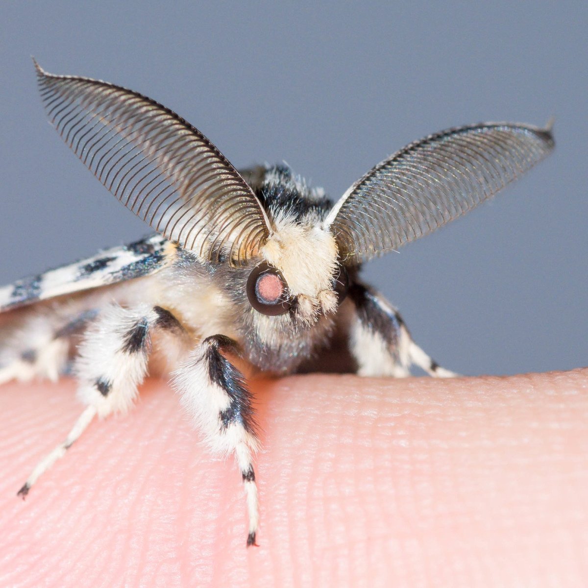 Моль тутовый шелкопряд