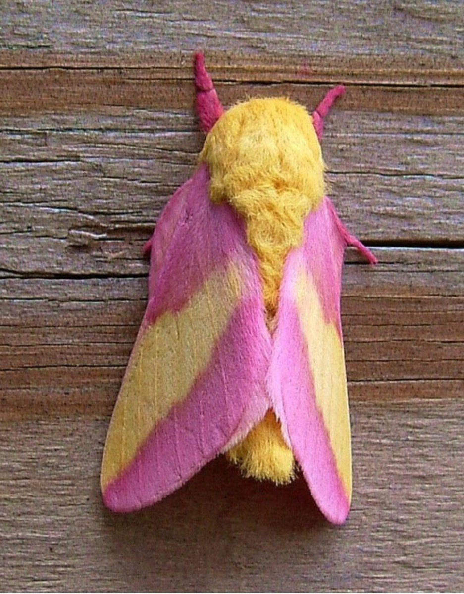 Бабочка Megalopyge opercularis