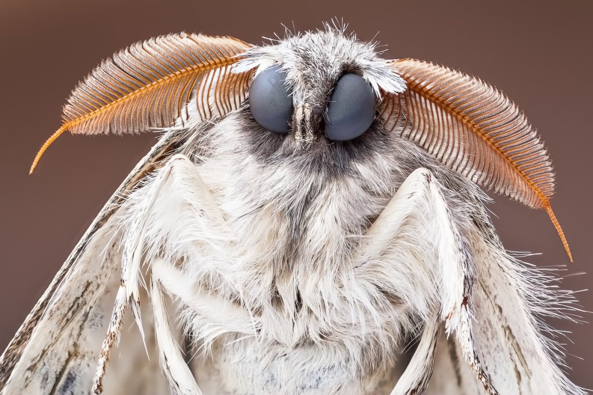 Бабочки моли