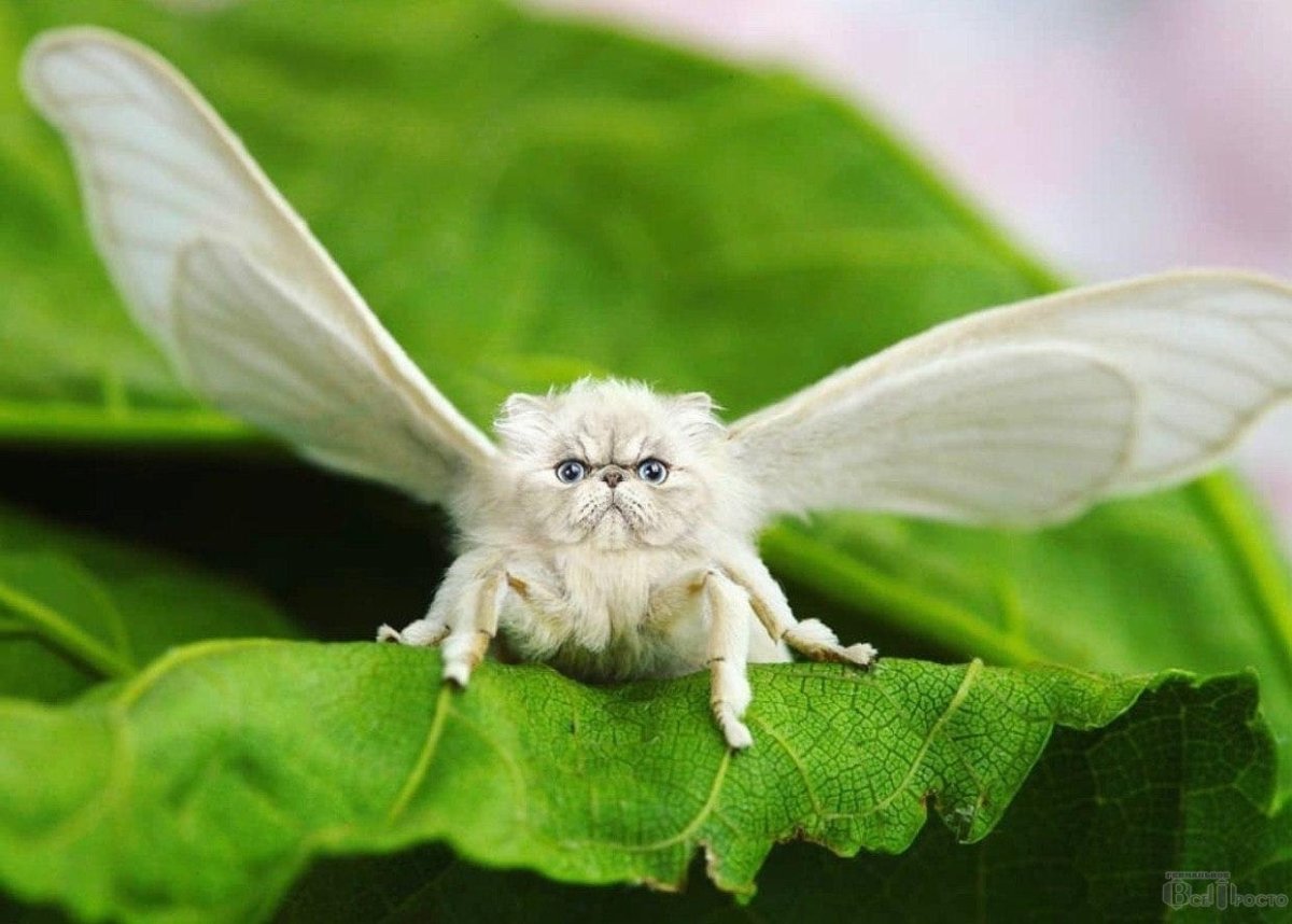 Тутовый шелкопряд аниме