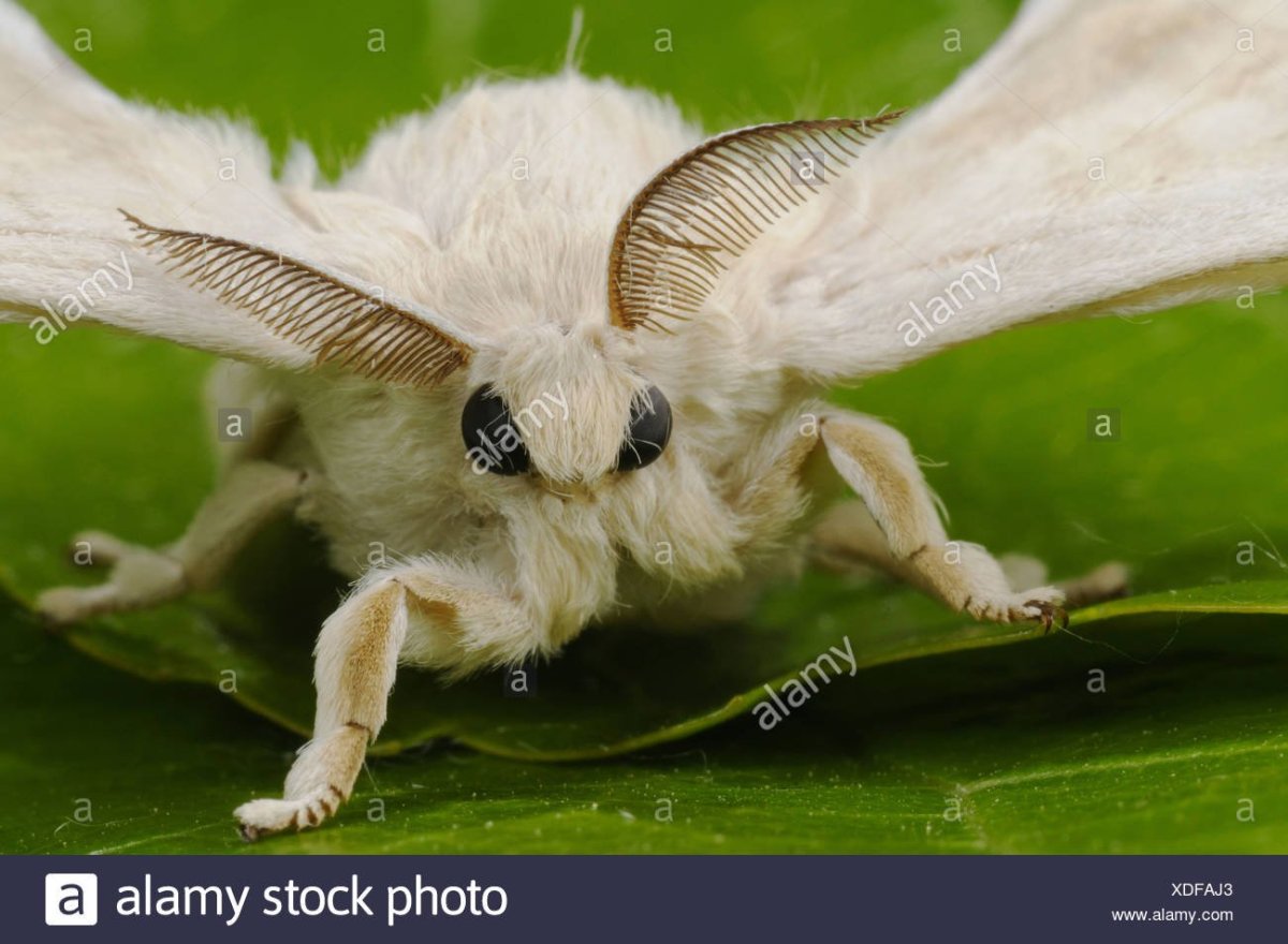 Radiance but its fluffy Moth