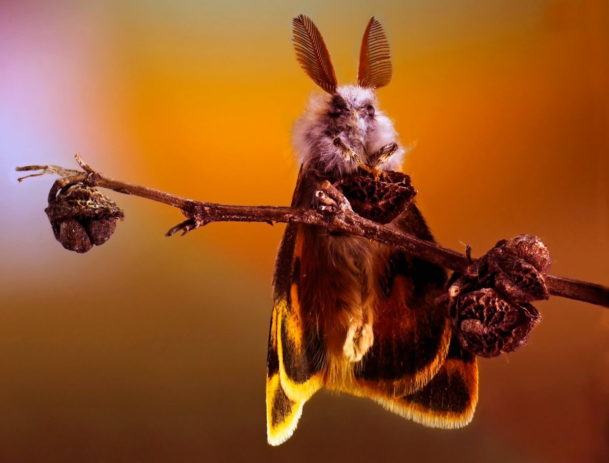 Сатурния Полифема бабочка