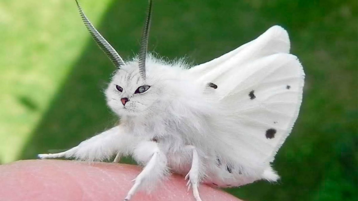 Мотылёк Dryocampa rubicunda.