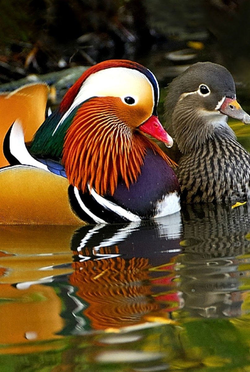 Мандаринка в кругу нашей семьи